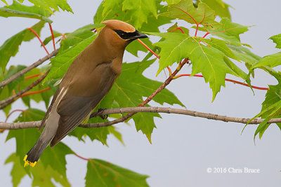 Cedar Waxwing