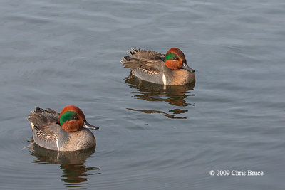 Green-winged Teal (males)