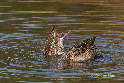 Green-winged Teals Dabbling