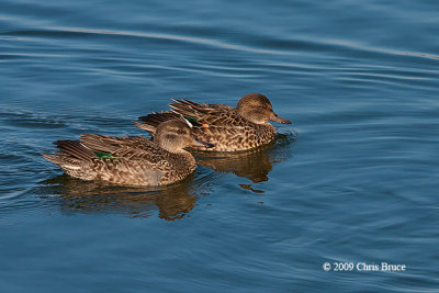Green-winged Teal (females)