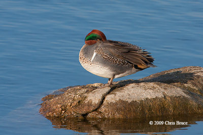 Green-winged Teal (male)