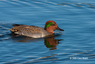 Green-winged Teal (male)