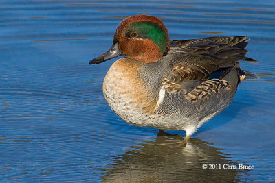 Green-winged Teal