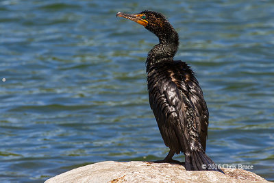 Double-crested Cormorant