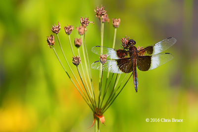 Widow Skimmer (Libellula luctuosa)