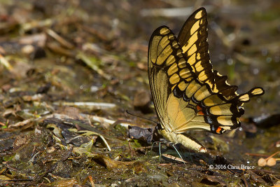 Giant Swallowtail (Papilla cresphontes)