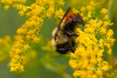 Red-banded Bumblebee (Bombus ternaries)
