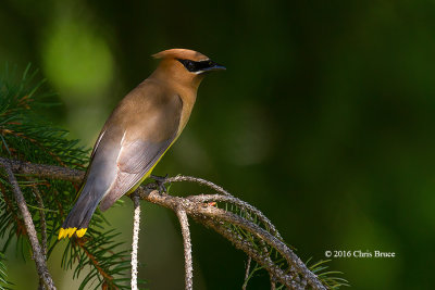 Cedar Waxwing