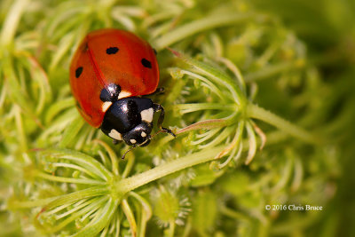 Seven-spotted Lady Beetle (Coccinella septempunctata)