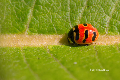 Three-banded Lady Beetle (Coccinella trifasciata)