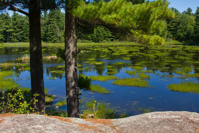 Beaver Pond at the Foley Mountain Conservation Area