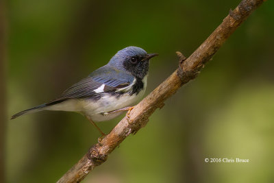 Black-throated Blue Warber (male)