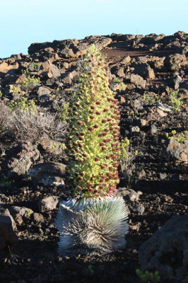 Hawaii_Haleakala_0022.jpg