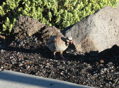 Hawaii_Haleakala_0023.jpg