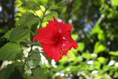 Hawaii_Hana_0023.jpg
