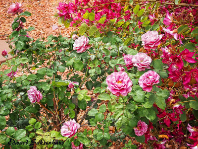 pink rose bush 100.jpg