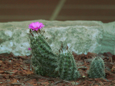 Cactus w Lavender Flower Langtree 4 Jun 13 IMG_1959.jpg