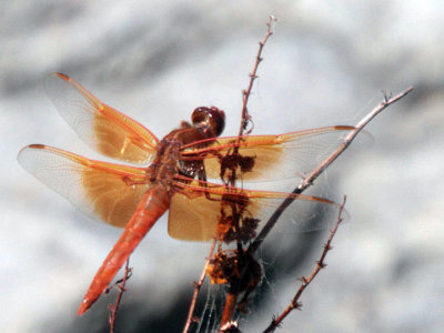 Flame Skimmer Big Bend 5 Jun 13 IMG_2647.jpg
