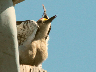 Golden-fronted Woodpecker Ft Clark 4 Jun 13 IMG_1800.jpg
