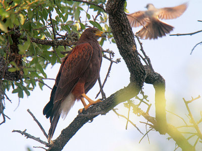 Harris's Hawk Uvalde 7 Jun 13 IMG_3272.jpg