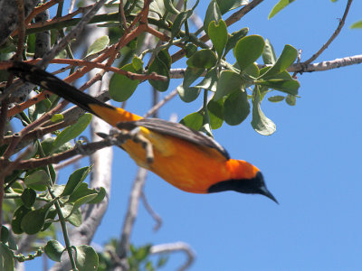Hooded Oriole Langtree 4 Jun 13 IMG_2024.jpg