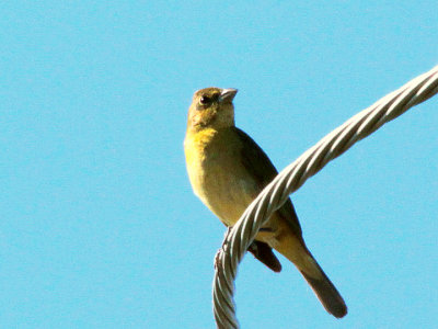House Finch Fort Clark 7 Jun 13 IMG_1841.jpg