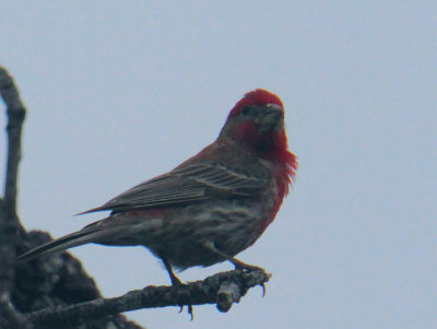 House Finch Uvalde 7 Jun 13 IMG_3378.jpg