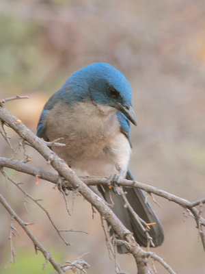 Mexican Jay Big Bend 5 Jun 13 IMG_2231.jpg