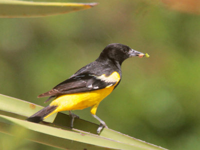 Scott's Oriole Langtree 4 Jun 13 IMG_1876.jpg