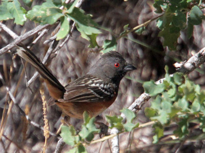 Spotted Towhee Big Bend 5 jun 13 IMG_2710.jpg