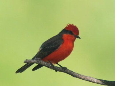 Vermillion Flycatcher Ft Clark 4 Jun 13 IMG_1675.jpg