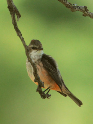 Vermillion Flycatcher Ft Clark 4 Jun 13 IMG_1740.jpg