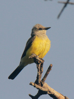 Western Kingbird Uvalde 7 Jun 13 IMG_3323.jpg
