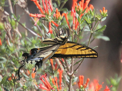 Western Tiger Swallowtail Big Bend 5 Jun 13 IMG_2534.jpg