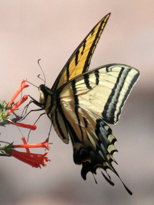 Western Tiger Swallowtail Big Bend 5 Jun 13 IMG_2567.jpg
