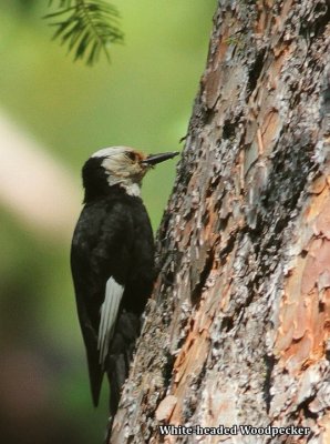 Days 8 through 10 of a birding trip to Southern California.