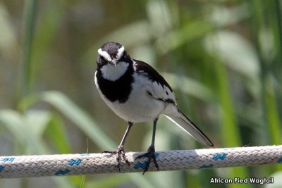 African Pied Wagtail.jpg