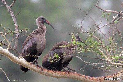 Hadada Ibis.jpg