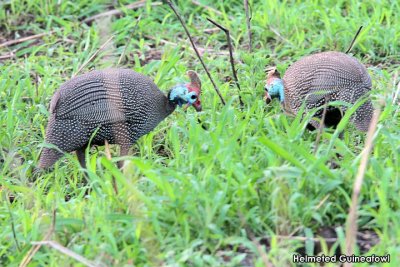 Helmeted Guineafow  .jpg