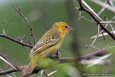 Lesser Masked-Weaver   .jpg