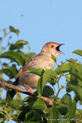 Rufous-winged Cisticola .jpg