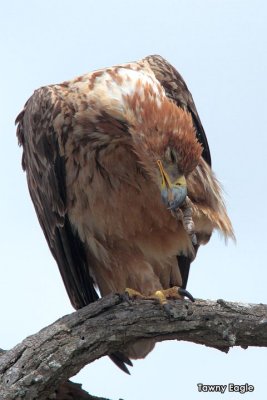 Tawny Eagle   .jpg
