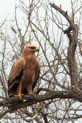 Tawny Eagle.jpg