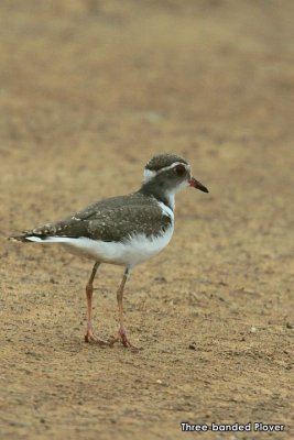 Three-banded Plover.jpg