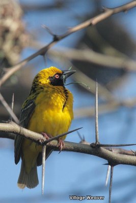 Village Weaver  .jpg