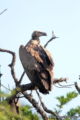 White-backed Vulture .jpg