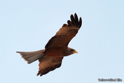 Yellow-billed Kite.jpg