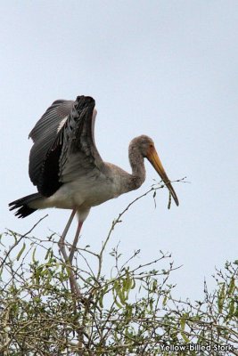 Yellow-billed Stork f.jpg