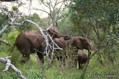 The big five and other south african mammals