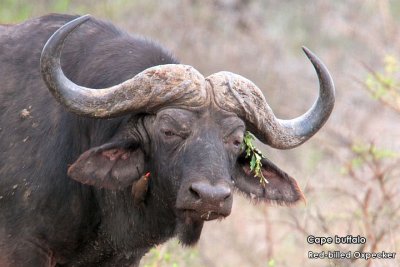 Cape buffalo .jpg